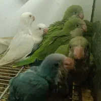 انواع جوجه راهب باکیفیت