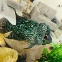 ماهی فلاور بالغ هد دار خوشرنگ|ماهی|پاکدشت, پاکدشت (مامازند)|دیوار