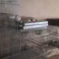 قفس آرمان سهره