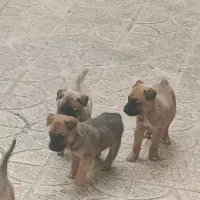 توله سگ