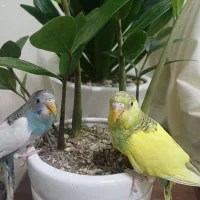 ۳ عددمرغ عشق ۵۰۰ تومان