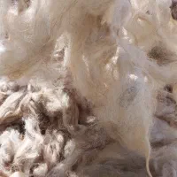 پشم.پشم شسته شده و تمیز