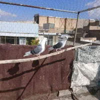 نرو ماده شوسیاه