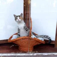 واگذاری گربه رایگان