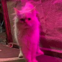 گربه پرشین اصیل نر|گربه|رشت, باهنر|دیوار