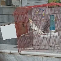 باسلام یک جفت عروس هلندی نر وماده