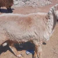 بره نر و ماده چاق و کره