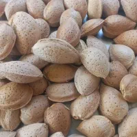 بادام تلخ