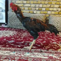 خروس لاری|حیوانات مزرعه|رشت, سلیمانداراب|دیوار