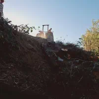 خریداره چوب های بادام گردو زرد آلو وزم ونو بید و..|خدمات باغبانی و درختکاری|ساروق, |دیوار