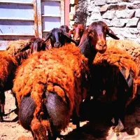 گوسفندزنده نرپرواری سرکدار گوشتدار بانازلترین قیمت