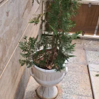 درختچه سرو تزیینی ۵تاموجوده