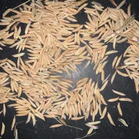 شالی بذری فجر