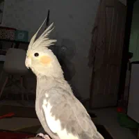 باسلام عروس هلندی گم شده