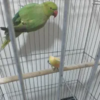 طوطی ملنگو و پایه چرخ داره|پرنده|فولادشهر, مسکن مهر فولادشهر|دیوار