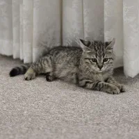 واگذاری گربه خانگی