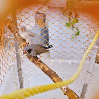 یک جفت فنچ نرو ماده لپ سیاه