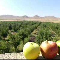 سیب|خوردنی و آشامیدنی|شیروان (خراسان), |دیوار