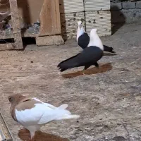 کفتر کله سفید