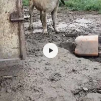 توله سرابی|سگ|محمدشهر, محمدشهر|دیوار