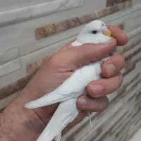 انگلیسی مرغ عشق سفید|پرنده|تهران, ائمه اطهار|دیوار