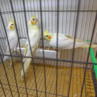 عروس هلندی لوتینو زعفرانی