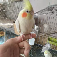 لوتینو دستی