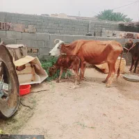 گاو با گوساله نر