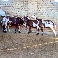 سلام6عددگوسفند تقلی ماده زیر قوچی