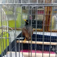 مرغ مینا سخنگو جمله گو