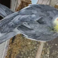 عروس هلندی|پرنده|بیرجند, |دیوار