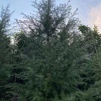 فروش کاج(سدروس)