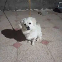 سگ پاکوتا شیتزو