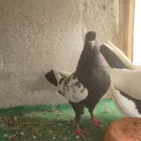 ۶ تا کفتر . کبوتر