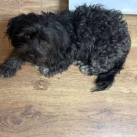 سگ شیتزو پیدا شده