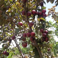 باغچه ۱۲۰۰ متری در کرج (ویلا در کرج)|فروش خانه و ویلا|مشکیندشت, |دیوار