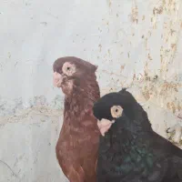 کبوتر صرب اورجینال
