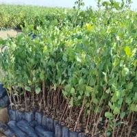 فروش عمده نهال پسته