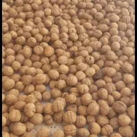 گردوی کاغذی