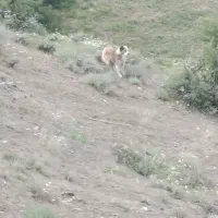 سگ گله
