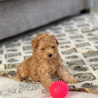 توله پودل ماده|سگ|اصفهان, نقش جهان|دیوار