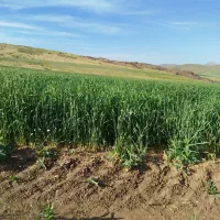 7کیسه زمین کشاورزی|فروش زمین و ملک کلنگی|حسین آباد, |دیوار