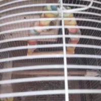 جفت عروس لوتینو مولد