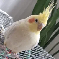 عروس هلندی گم شده