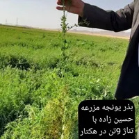 بذر یونجه بذر یونجه پایه بلند با تناژ بالا|عمده‌فروشی|قروه, |دیوار