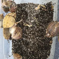 حلزون مولد|خزنده|سنندج, |دیوار