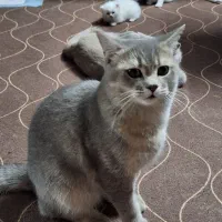 گربه بریتیش