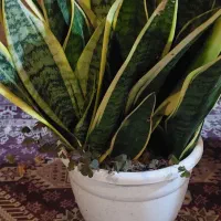 گلهای خانگی|گل و گیاه طبیعی|رشت, تازه آباد|دیوار