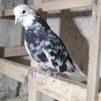 کفتر شازده سرور