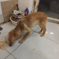 گلدون ریتیرو ۲تومن